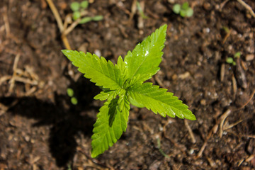 Marihuana