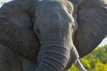 Elephant Close Up
