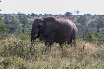 Fototapeta premium Safari Animals