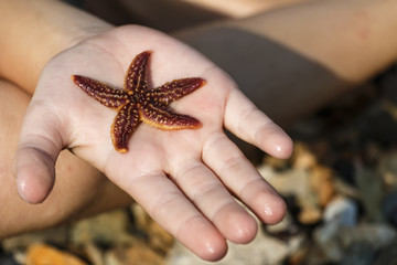 Starfish in a hand