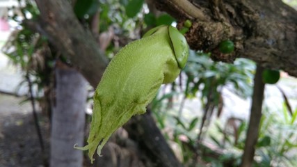 Fruit, tree, green, maja
