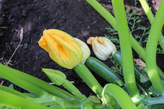 The flowers of zucchini in the garden