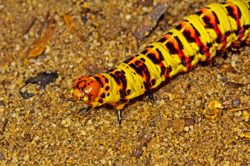Obraz na płótnie Canvas Bright red and yellow Cherry Spot Caterpillar