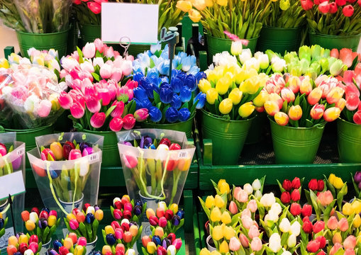 Fresh tulips in different bouquets in flower store