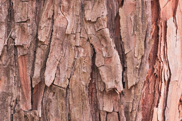 coniferous bark nature backdrops