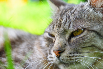 portrait of a gray cat on a green grass close-up