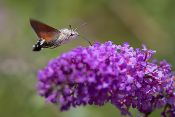 Taubenschwänzchen an Schmetterlingsflieder