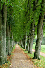 Romatische Allee im Herbst