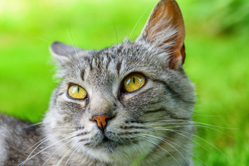 Naklejka na ściany i meble portrait of a gray cat on a green grass close-up
