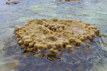 Coral Koh Kham, Thailand.
