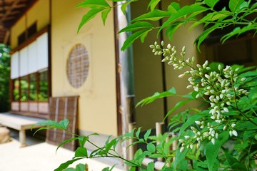 茶室とナンテンの花