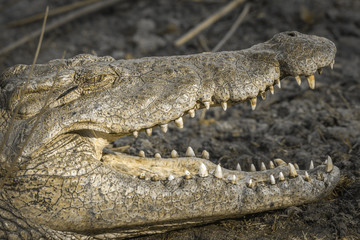 Nile crocodile in Kruger National park, South Africa ; Specie Crocodylus niloticus family of Crocodylidae