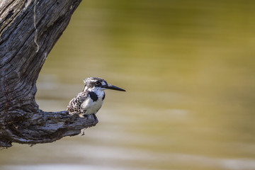 Pied kingfisher in Kruger National park, South Africa ; Specie Ceryle rudis family of Alcedinidae