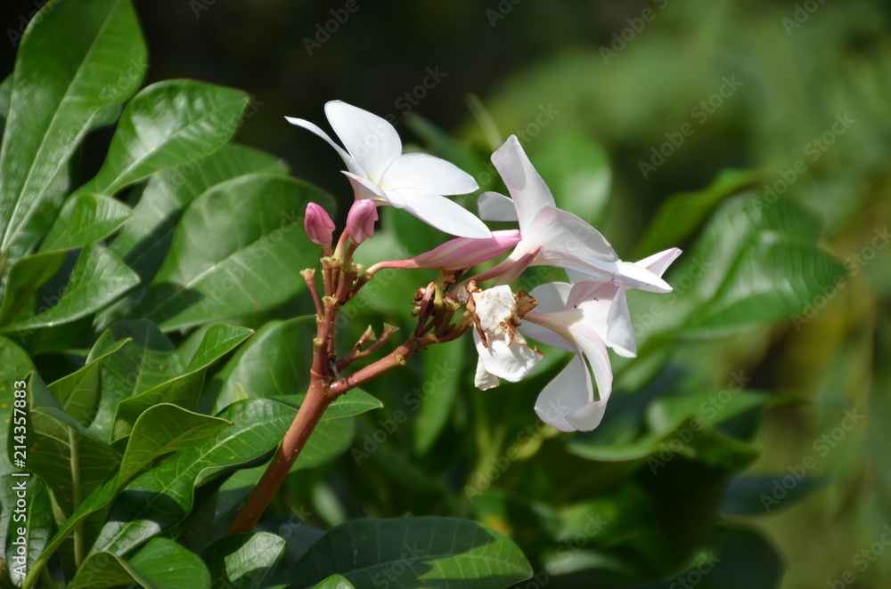 Poster white thai flower plumeria