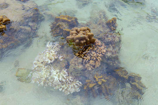 Coral Koh Kham, Thailand.