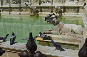 statue sculpture fountane Siena Italy marble dog pigeon