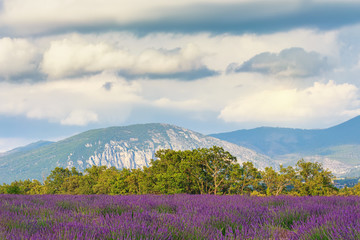 Fototapeta na wymiar .Fields of lavender in the valleys of Provence. France. Focus concept.