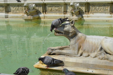 statue sculpture fountane Siena Italy marble dog pigeon