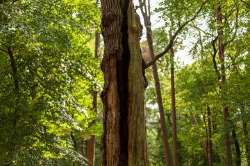 Old snapped and split tree log still standing upright in Dutch forest