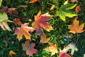 Closeup of colorful fall maple leaves on green grass, top view. Yellow autumn maple leaves on green grass in sunny weather.Autumn, nature concept