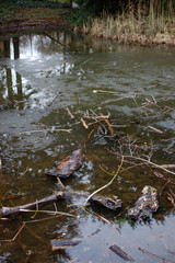 Small pond in the forest