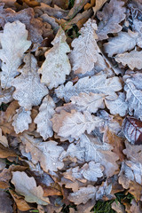 Frozen oak leaves lying on ground. Yellow fallen leaves covered with ice lying on ground, top view. Late autumn, freezing concept.Texture of oak leaves covered by snow and ice 