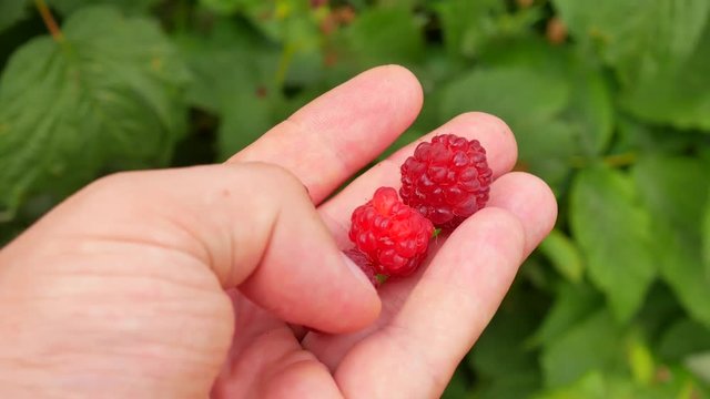 Holding ripened raspberries in hands at garden near the house against a background of bushes with green leaves at day outdoor