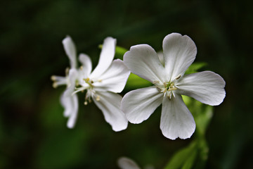 Macro Close Up of a Trio of Three White Wildflowers in Bloom
