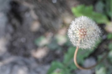 Dandelion