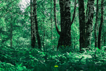 Fototapeta premium Green trees in summer park retro