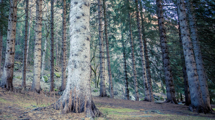 Woodland in the alpine valley of Gressoney Monte Rosa