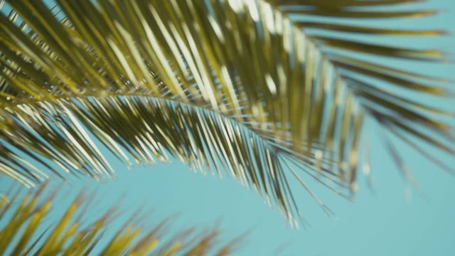 Palm tree leaves waving in the wind. Slow motion.