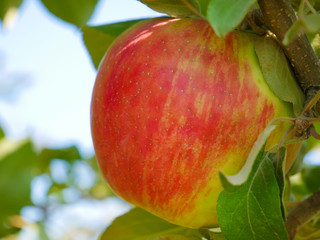 Apples ripening in the orchard, Quebec, Canada