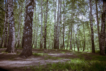 Obraz premium Green trees in summer park retro