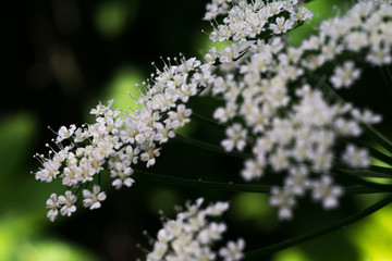 Inflorescence white flowers