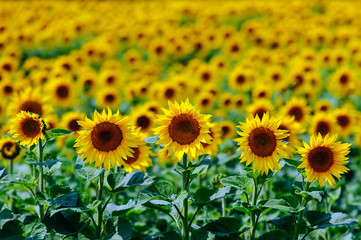 Het veld met zonnebloemen onder de zomerzon