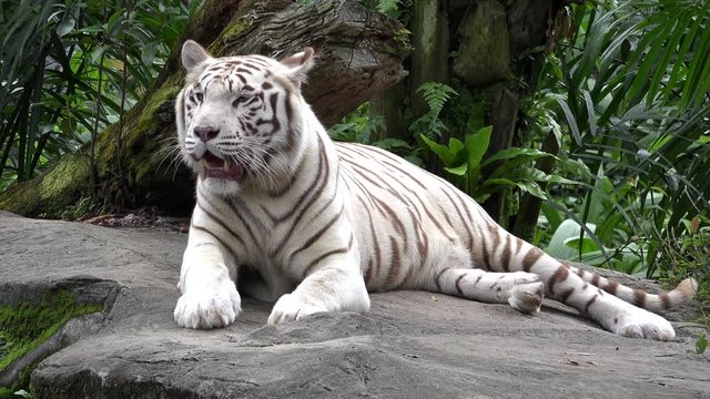 White tiger (Panthera tigris) resting in the jungle