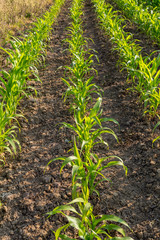 Rows of crops growing in a field in Sussex