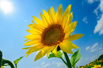 The sunflower on the field under summer sun