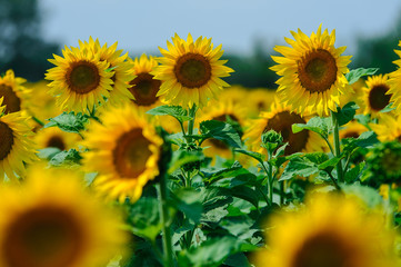 The field of sunflowers under summer sun