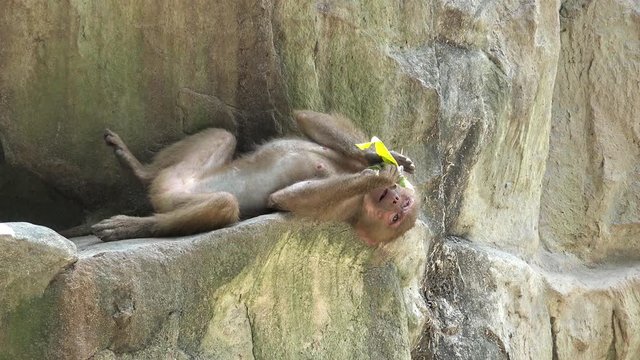 Funny young baboon eats and play