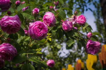 Pink climbing roses