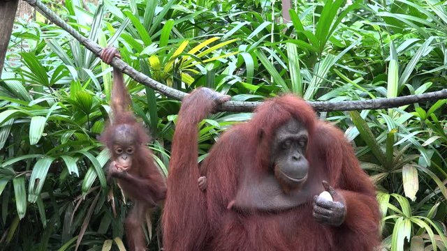 Mother and baby orangutan hang from liana and eat in jungle