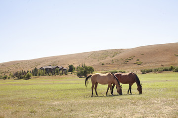 Two Horses Grazing in Pasture