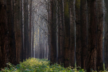 Dark forest lights