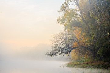 Foggy autumn river with trees