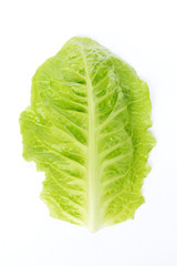 Fresh green baby leaf of cos lettuce isolated on white background.