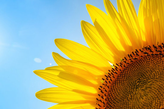 The sunflower on the field under summer sun