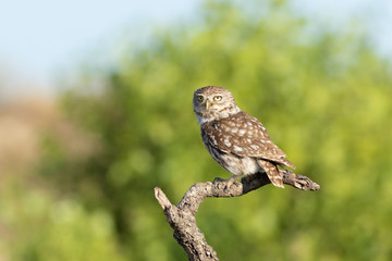 Mochuelo europeo