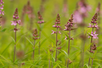 Purple flowers in the grass